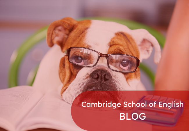 Odkrywanie poziomu B1 w nauce języków: samokształcenie i korzyści z kursu – English Intermediate Level B1 (angielski dla średniozaawansowanych) online w Cambridge School of English